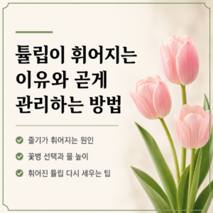튤립이 휘어지는 이유와 곧게 관리하는 방법