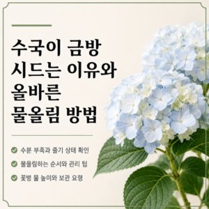 수국이 금방 시드는 이유와 올바른 물올림 방법