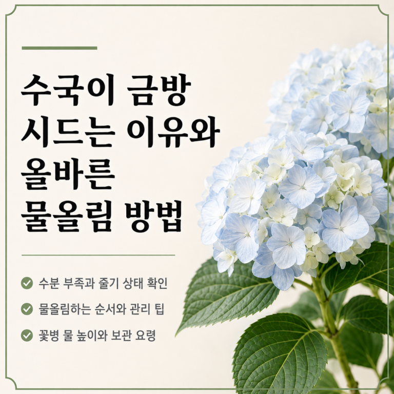 수국이 금방 시드는 이유와 올바른 물올림 방법